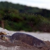 Unas 200,000 tortugas arribarán a La Flor y Chacocente